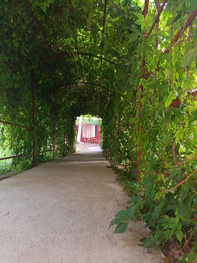 A paved walkway leads through a tunnel formed by a trellis covered in dense green foliage. The trellis structure consists of red metal poles and horizontal beams supporting the climbing vines. Sunlight filters through the leaves, creating dappled patterns on the walkway. In the distance, at the end of the tunnel, a building with a red roof and white curtains is visible, suggesting an outdoor seating area or cafe. The ground is a rough, light-colored concrete surface. The overall impression is one of a shaded, natural pathway within a presumably outdoor setting.
