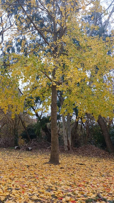 An autumn scene unfolds in Berisso, Argentina, where a mature Ginkgo Biloba tree, its leaves a vibrant yellow, dominates the frame. The tree stands in a park-like setting, with a thick carpet of fallen yellow and red leaves covering the ground. In the background, a dense cluster of trees with dark green foliage contrasts with the bright yellow of the Ginkgo. Two cylindrical wooden objects, possibly logs or cut stumps, are visible on the left side of the image, partially obscured by the fallen leaves. The sky above is overcast, casting a soft, diffused light on the scene. There are no people visible in the image.