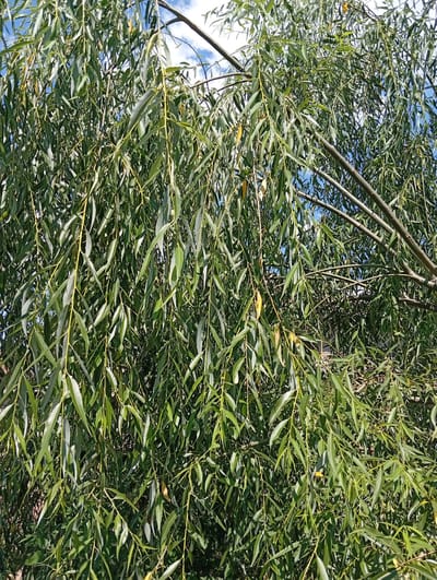 The image is a close-up, eye-level shot of a weeping willow tree, possibly located in Tomai, Moldova. The tree's long, drooping branches are densely covered in narrow, green leaves, with some yellowing leaves interspersed. The branches themselves are slender and appear to be a muted brown or grey. The background reveals glimpses of a bright blue sky with scattered white clouds, suggesting it is daytime with fair weather. No people or specific landmarks are visible, only the abundant foliage of the tree. The perspective is from within the tree, looking up and through the branches.