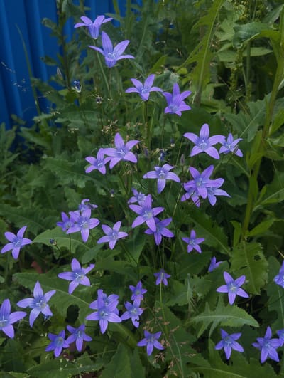A cluster of bell-shaped purple flowers, likely campanula, is depicted in a garden setting. The flowers, with their distinct star-like shapes and five pointed petals, are predominantly in bloom, showcasing various stages of opening. Some of the blooms are fully open, revealing their delicate inner structures, while others remain partially closed buds. They are set against a backdrop of lush green foliage and a bright blue corrugated fence, which hints at a garden or backyard location. The lighting suggests it's daytime, likely in the late morning or early afternoon, with ample natural light illuminating the scene. The overall impression is one of natural beauty and tranquility, a snapshot of a summer garden in bloom. The image does not contain any visible text.