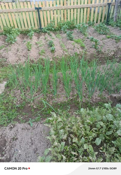The image shows a close-up view of a garden in Plesetsk, Russia, with a wooden fence in the background. The garden contains rows of green onions and some leafy plants with damaged leaves. The ground is composed of dark soil. The bottom of the image has text overlays indicating "CAMON 20 Pro" and "24mm f/1.7 1/100s ISO89". There are no people or animals visible in the scene.