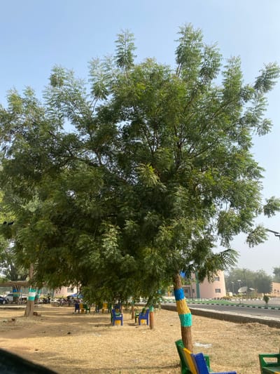 The image displays an outdoor scene in Yan Dala, Nigeria, under a clear, pale blue sky. A large, densely foliated tree with small, compound green leaves occupies the majority of the frame, from mid-ground to upper edge. The ground beneath the tree canopy is covered with dry, light brown vegetation and exposed dirt. Several benches and individual chairs, colored in bright blue, yellow, and green, are distributed across this area. At least two tree trunks are distinctly painted with horizontal bands of blue, green, and yellow. In the left background, a light-colored vehicle is partially visible, parked near other trees and a shaded structure. Two small, dark birds are perched on a branch to the far left. To the right, a paved road with a curb separates the foreground from the background, where a multi-story building with light-toned walls (pinkish-beige and light green sections) and rounded architectural features is present. Further right, a satellite dish structure and additional trees are visible. No individuals are depicted in the scene.
