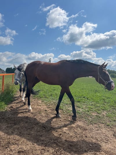 Two horses are standing in a field near a dirt path. The horse in the foreground is a dark brown bay with a halter. The horse behind it is a lighter gray with a blue halter and is facing the camera. There is a fence with orange posts to the left of the horses. The sky is blue with white clouds. In the background, there are trees and buildings, suggesting a rural or semi-rural setting, possibly in or near Kurtsevo (Kovriginskii S/S), Russia.
