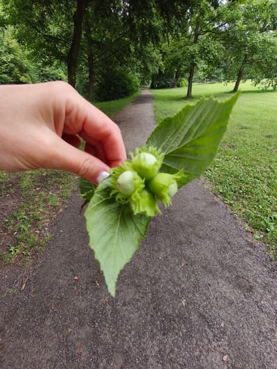 A person's hand, with painted fingernails, is holding a cluster of unripe hazelnuts attached to a large green leaf. The hazelnuts are small, pale green, and still enclosed in their leafy bracts. The hand is positioned in the foreground, obscuring a portion of the scene behind it.

The background depicts a tree-lined park with a gravel path winding through it. Lush green grass flanks the path, and mature trees with dense foliage create a canopy overhead, suggesting a pleasant, perhaps slightly overcast, day. The path appears to be made of dark grey gravel with some smaller stones and occasional fallen leaves. The overall setting is a serene park or forest trail, likely in the late spring or summer given the verdant greenery. The context places the scene in Choceň, Czechia. No visible text is present in the image.