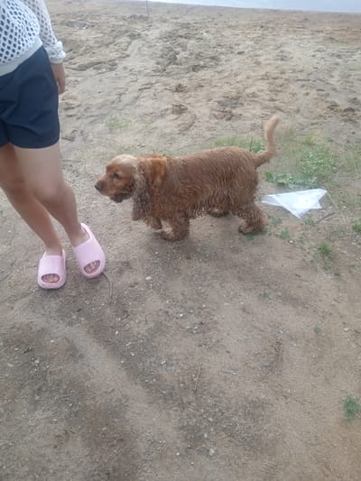 A medium shot shows a person's legs wearing black shorts and pink slides standing on a sandy beach. To the right of the person, a brown Cocker Spaniel dog is standing on the sand, facing left. The dog has long, wavy fur and its tail is raised. The background is a sandy beach with some sparse green vegetation and a body of water in the distance. A crumpled white plastic bag is visible on the sand to the right of the dog. The lighting suggests it is daytime.