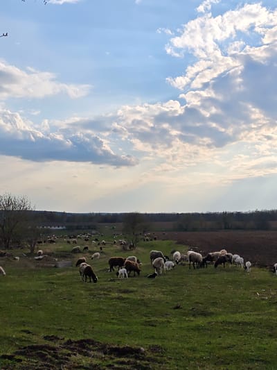 The scene depicts a large flock of sheep grazing on a green field in what appears to be a rural area near Khrinivka, Ukraine. The sheep are a mix of white, brown, and black colors. The field is bordered by trees and a dark expanse of land in the background. The sky is partly cloudy, with patches of blue and sunlight streaming through the clouds. In the distance are some buildings. The overall impression is one of a peaceful countryside setting.