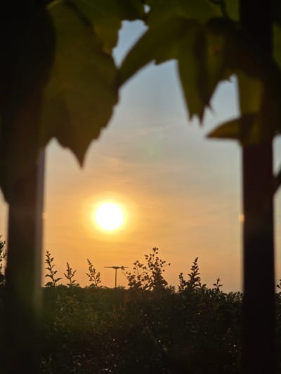 This is a vertically oriented, eye-level, full-shot photograph of a sunset viewed through foliage and fence posts. The sun, a bright white orb, is in the upper left quadrant of the frame, radiating a warm orange glow that fills the sky. The sky is a soft gradient of orange and pale blue, with thin clouds scattered across it. In the foreground, the silhouettes of dark green leaves and branches obscure the lower half of the image, with two dark vertical fence posts framing the scene on either side. The fence posts are slightly out of focus, with the leaves in the foreground even more so, creating a shallow depth of field. In the middle ground, a silhouette of lush green foliage is visible, with several slender plant stalks rising above it. A thin, dark pole with a horizontal bar at the top, possibly a lamp post or other utilitarian fixture, stands out against the sky amidst the foliage. The image evokes a peaceful, natural setting at dusk, likely in a suburban or rural environment, with no people or animals visible. It is not possible to determine the exact location within Marietta, United States, without further contextual information.