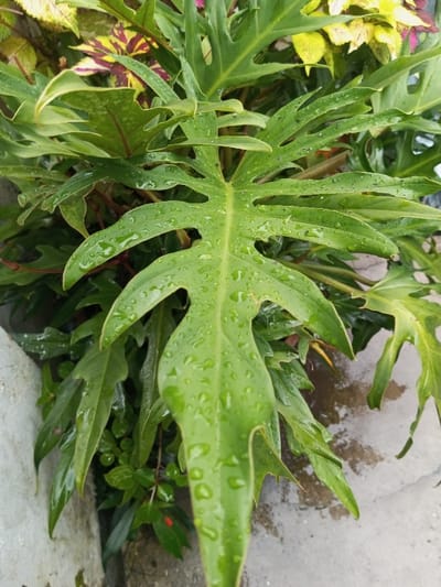 The image displays a close-up view of dense green foliage, specifically a large, deeply lobed green leaf covered with numerous water droplets, consistent with a recent rain event or watering. This plant is located in Kotakonda, India. Surrounding the prominent leaf are additional green leaves, some exhibiting variegated patterns with yellow and reddish-purple coloration. A segment of a light-colored, possibly concrete, wall or structure is visible on the left side of the frame. The lower right portion of the scene reveals a wet, grey concrete ground surface reflecting ambient light. No individuals or specific actions are depicted.