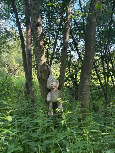 A stuffed toy, resembling a gray, furry creature with large eyes and buck teeth, is hanging from a tree trunk in a wooded area. The toy is suspended by its left arm, its body dangling downwards amidst dense green foliage. The environment appears to be a natural setting with numerous trees and undergrowth, suggesting a forest or overgrown park. The lighting indicates it is daytime, with sunlight filtering through the leaves. This scene is located in the village of Dmitrievskoye, Russia.