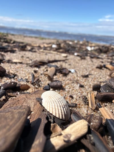 This is a close-up, eye-level, outdoor shot of a sandy beach with driftwood and shells scattered on the ground. The image is oriented vertically, with the sky and water occupying the right side of the frame and the beach filling the left. The beach is composed of sand, small pebbles, and various pieces of wood, including a large, dark piece of driftwood in the foreground. A small, white shell with a ribbed pattern is prominently featured in the center of the image, surrounded by darker shells and debris. The water is a muted blue, and the sky is a clear, bright blue with a few wispy clouds visible. The lighting suggests it is daytime, likely a sunny day. The scene is natural and serene, evoking a sense of peace and quietude. No people are visible in the image, and no text is present. The location context is Gauja, Latvia.
