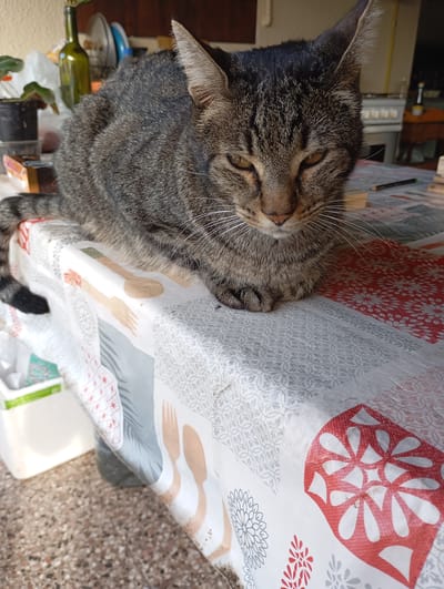 A tabby cat is lying on a table covered with a tablecloth. The tablecloth has a patterned design of utensils and geometric shapes in red, white, and gray. The cat is a typical domestic shorthair with stripes and patches of gray, black, and brown fur. It is lying down with its paws tucked underneath its body, and its eyes are partially closed, giving it a relaxed or sleepy appearance. The background shows a slightly blurred scene that could be an outdoor or indoor setting, with hints of shelves, bottles, and other household items. There is no visible indication of the city of Tolosa, Argentina within the image itself.