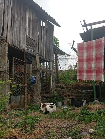 The image depicts a rustic, somewhat dilapidated outdoor scene in a rural setting. In the foreground, a dog, predominantly white with large black spots on its back and hindquarters, is curled up and sleeping on dry grass and some green vegetation. To the left, a weathered wooden structure with vertical planks and a corrugated metal roof dominates the scene. Adjacent to it is a rusted metal gate with wire mesh. Various objects are scattered around the yard, including a metal basin, buckets, and what appear to be bricks or stones. Further back, a red and white checkered cloth is hanging on a line, supported by green poles. A chain-link fence encloses the area. Overcast skies suggest a cloudy day. The overall impression is one of a humble, possibly abandoned or neglected, rural homestead.