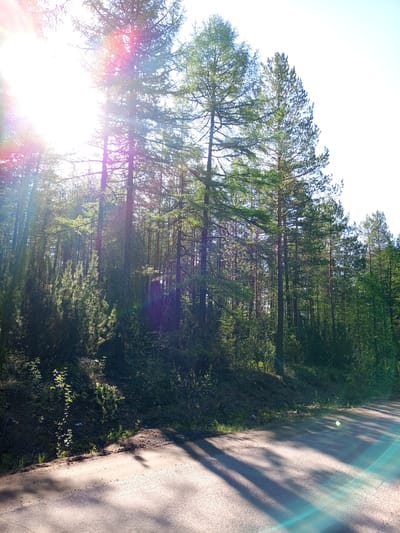 The image depicts a sun-drenched forest on a clear day. Tall evergreen trees, likely pines or larches, dominate the scene, their dense foliage casting long shadows across a gravel road in the foreground. The sun's rays are strong, creating lens flares and a bright glow in the upper left quadrant of the image. The road appears to be unpaved, with a rough texture. A wooded embankment rises to the left of the road, covered in undergrowth and small plants. The overall impression is one of a natural, perhaps rural or wilderness, setting. No people or animals are visible. The location is described as being in the city of Chulman, Russia.