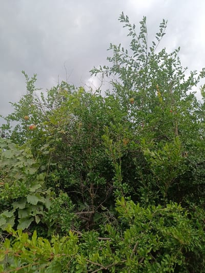 The image depicts a natural outdoor scene with lush green foliage. Prominently featured are several pomegranate trees, identifiable by the round, reddish fruits hanging from their branches. Some of these fruits are more mature and reddish, while others appear smaller and greener. The trees are dense with leaves and branches, creating a somewhat overgrown appearance. In the lower left of the image, there are large, broad green leaves that appear to belong to a different plant, possibly grapevines, with some smaller green berries visible. The sky above is overcast, with a grey, cloudy expanse. The scene appears to be a natural, unmanicured area, suggesting a rural or garden setting. The location is specified as Tash-Dobo, Kyrgyzstan. There are no people or animals visible in the image.