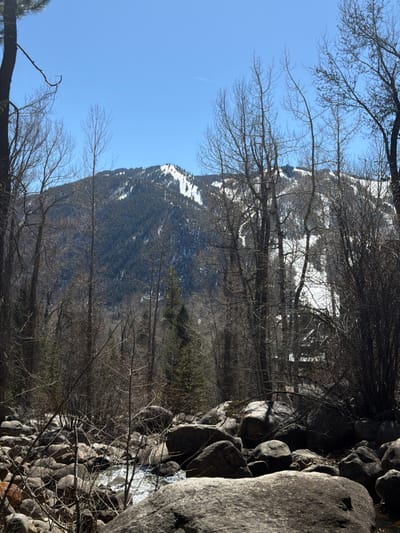 The image displays a natural landscape in the city of Aspen, United States. The foreground features a rocky riverbed densely packed with dark grey boulders of varying sizes, partially obscured by sparse, bare branches of deciduous vegetation. Glimpses of sun-dappled, flowing water are visible between the rocks. The midground consists of a dense forest primarily composed of tall, leafless deciduous trees with some interspersed dark green coniferous trees. A light-colored, possibly white, structure is faintly discernible through the tree line in the middle-right portion of the midground, partially hidden by foliage. The background is dominated by a large, snow-capped mountain, its slopes covered in dark green coniferous forest and significant white snow patches, indicative of ski terrain. The sky above is a clear, brilliant blue, with a single white aircraft contrail visible horizontally in the upper right quadrant. No individuals or animals are present. The scene is illuminated by direct sunlight.