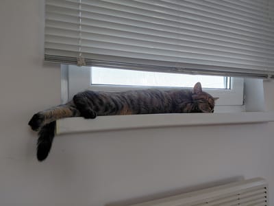 The image depicts a tabby cat sleeping on a windowsill. The cat is lying on its side, stretched out along the ledge, with its head resting on the windowsill. Its tail hangs over the edge of the windowsill, with the tip touching the wall below. The windowsill is white and appears to be made of plastic. Above the windowsill, there are white blinds, partially closed, allowing a sliver of bright light to filter through. The window itself is visible behind the blinds and is covered with a fine mesh screen. The wall surrounding the windowsill is painted white and appears to be slightly textured, with some faint marks visible. Below the windowsill, a white radiator is partially visible. The scene appears to be indoors, likely in a residential setting. The location within the city of Novo-Biyskoye, Russia is not discernible from the visual information provided in the image.