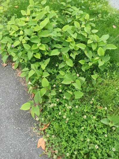 The image shows a patch of lush green vegetation bordering a paved surface. The vegetation consists of a dominant plant with broad, heart-shaped leaves and reddish stems, interspersed with smaller, low-growing clover with white flowers. The paved surface appears to be asphalt or a similar dark, granular material, likely a walkway or road edge. Scattered dry leaves are visible on the ground near the edge of the pavement. The environment is outdoors, with natural lighting suggesting daytime. The location is identified as Verkhnii Lars, Russia. No people or animals are present in the image. The scene depicts a natural, uncultivated area at the edge of a man-made path.