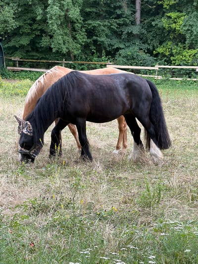 The image shows two horses in a grassy field with a wooded area and a fence in the background. The horse in the foreground is black with a long black mane and tail. It is wearing a black fly mask with a colorful star pattern. The horse in the background is light brown and is partially obscured by the black horse. Both horses appear to be grazing. The field is covered in dry grass and some wildflowers. The wooded area behind the field is dense and green. The fence appears to be made of wooden posts and rails. The scene is outdoors, likely on a farm or in a rural area. The location is not specified in the image itself, but it is stated to be in the city of Heiligenstadt i. OFr., Germany.