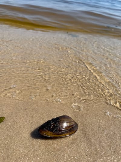 This media file is a close-up, eye-level shot of a single mussel shell resting on a wet, sandy shore. The shell, which appears dark brown with yellow and brown stripes, is positioned in the lower right quadrant of the frame. Its surface is glossy and reflects light, with some darker, rougher material adhering to the thicker end.

The foreground shows the texture of the sand, which is fine-grained and speckled. Small bubbles and ripples indicate the presence of water lapping at the shore. The water itself, occupying the left and upper portions of the image, appears clear and shallow, with light refracting through it, creating shimmering patterns on the sand. The movement of the water is captured with a slight blur, suggesting a gentle wave action.

There are no people or animals visible in the frame, and no discernible text. The lighting suggests it is daytime, likely under sunny conditions given the bright reflections on the shell and water. The setting is a beach or shoreline, characteristic of a natural body of water. The overall mood is tranquil and naturalistic, focusing on the simple beauty of a found object on the coast. The location context provided is Demydiv, Ukraine, which implies a freshwater or coastal environment within that region.