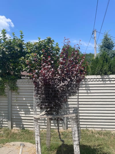 The image depicts an outdoor scene on a clear, sunny day. In the foreground, a dark-leaved shrub is enclosed within a cylindrical wire mesh cage, supported by wooden stakes. Behind the shrub, a light-colored horizontal wooden fence runs across the frame. To the left of the shrub, a green leafy tree with small green berries is visible, with ivy growing on a concrete fence post. To the right of the shrub and fence, several evergreen trees are present. Overhead, power lines stretch across a bright blue sky with a few scattered clouds. The ground in the foreground is covered with dry grass and a circular metal cover with some debris. The scene appears to be a residential backyard in a rural or suburban setting.