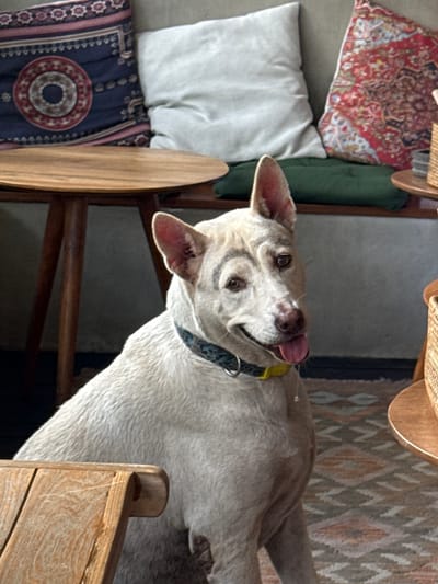 A light-colored dog with a spotted collar and a yellow tag is positioned amidst an eclectic array of home furnishings. The dog tilts its head, sticking out its tongue. The scene includes a wooden chair, a patterned rug, and several throw pillows with distinct designs. The setting appears to be an informal, lived-in interior space.