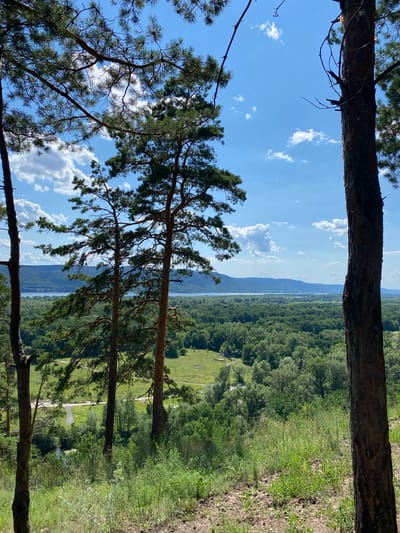 This is a high-angle, vertical, full shot of a serene natural landscape. In the foreground, three prominent pine trees with rough bark and sparse needles frame the view, with two trees in the center and one on the far right. The ground in the immediate foreground is dry and covered with sparse vegetation and pine needles.
The middle ground reveals a lush, green expanse of dense forest. A winding paved road with a single blue car is visible in the lower left quadrant, cutting through the greenery. A small body of water, possibly a river or pond, is also present to the left of the road.
The background features a wide, calm river stretching horizontally across the image, bordered by a distant, low mountain range. The sky above is a vibrant blue, dotted with fluffy white clouds. The overall impression is one of natural beauty and tranquility. The scene is situated in the Mastryukovo forest park area, known for its picturesque views of the Volga River.