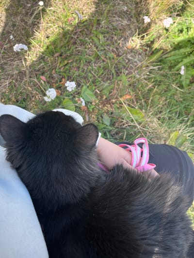A high-angle outdoor shot depicts a black-furred animal, consistent with a dog or cat, resting on a person's lap in a grassy area in Tolhuin, Argentina. The animal's back, head, and ears are visible in the foreground, showing dark fur with subtle specks of lighter debris. The person's left arm and upper thigh, clothed in dark fabric, are partially visible, holding a pink and white striped leash. The background consists of green and dried grass interspersed with small clusters of white flowers. The scene is illuminated by natural sunlight, casting shadows.