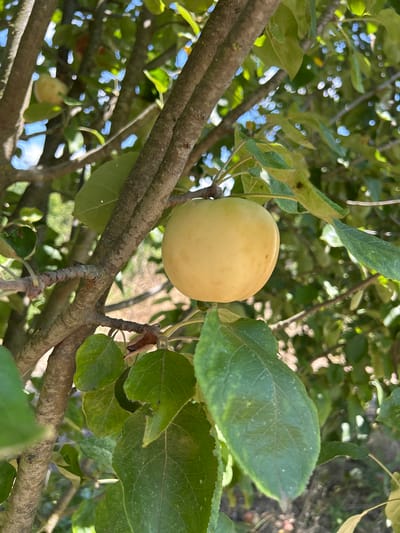 An apple hangs from a branch of a tree, its skin a pale yellow with a slight blush. The apple is round and smooth, with a subtle indentation where the stem would be. It is surrounded by green leaves, some of which are partially obscuring the fruit. The tree's branches are gnarled and rough, covered in a textured bark. In the background, the foliage of other trees is visible, along with glimpses of a bright sky. The scene is set in Zaboizkiy, Russia, suggesting an orchard or a garden environment.