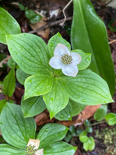 A close-up, eye-level shot captures a single, delicate white flower with a green-and-brown center, surrounded by glossy green leaves dotted with water droplets. The flower, identified as a Bunchberry (Cornus canadensis), has four petals and a prominent cluster of stamens. The leaves are ovate with distinct venation and a slightly wavy edge. The background consists of dark soil, fallen brown leaves, and other green foliage, suggesting a shaded, damp environment. The lighting is diffused, likely from an overcast sky, casting soft shadows. The overall scene evokes a sense of natural beauty and tranquility.