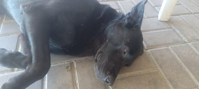 A black dog is lying on its side on a paved surface. The dog's head is resting on the ground, and its eyes are open. The dog appears to be relaxed. In the background, a white object, possibly a chair leg, is visible. The paved surface is made of rectangular stones. A small piece of green material, possibly a leaf, is on the ground near the dog's body. The scene is likely outdoors, given the paving and natural light. The city of Semenivka, Ukraine is mentioned in the context of the image, but there are no specific landmarks or features in the image to confirm this location.