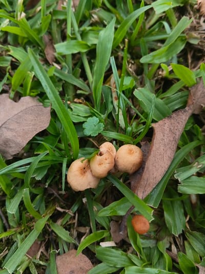 A patch of green grass is interspersed with brown leaves and small, light brown mushrooms. Four distinct mushroom caps are visible, one separated and three clustered together. The mushroom caps are a light tan color with a slight texture. The surrounding grass blades are vibrant green, and several brown leaves are scattered throughout the scene, adding to the earthy, natural aesthetic.