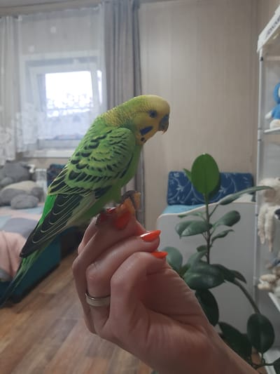 A budgerigar is perched on a person's hand, eating a piece of food. The budgerigar is primarily green with black markings on its wings and tail, and a yellow head with blue markings around its eyes. The person's hand has bright orange nail polish and a silver ring on the ring finger. In the background, there is a window with sheer curtains, a wooden floor, a plant with large green leaves, and shelves with various objects, including a blue plush toy and what appears to be stuffed animals. The scene is indoors, likely in a residential setting in Shelekhov, Russia, given the context of the request.