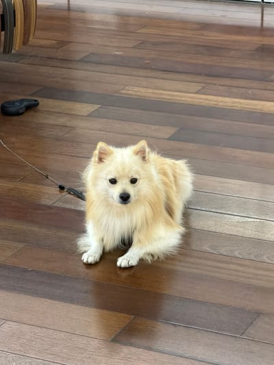 A tan, fluffy, small dog is lying on a wooden floor in what appears to be an indoor setting. The dog is on a leash. A pair of headphones and a stack of wooden items are visible on the floor in the lower left of the image. There is no indication of this image being taken in Spreitenbach, Switzerland.