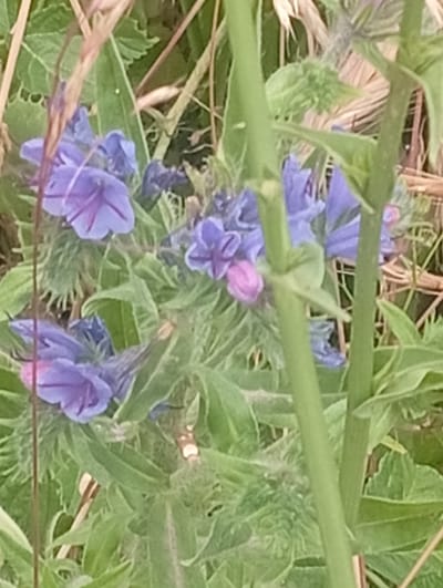 This is a close-up, slightly out-of-focus photograph of purple flowers with hairy green leaves, set against a background of dry grasses and other green foliage. The lighting appears natural, suggesting an outdoor environment. The image focuses on the details of the plant life, with several clusters of small, trumpet-shaped purple flowers visible. Some of the flowers have dark stripes on their petals. The hairy texture of the leaves is also noticeable. The overall scene depicts a patch of wildflowers in a natural setting, potentially a meadow or roadside in Tash-Moinok, Kyrgyzstan. There are no people or animals present in the image. The environment is characterized by its vegetation, with a mix of green and dried plant matter.