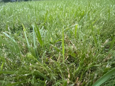 The image depicts a close-up, low-angle view of a well-maintained lawn, likely in Shebarshino, Russia, characterized by its dense, vibrant green grass. The blades are varied in length, with some appearing freshly cut, while others are slightly longer, creating a textured surface. Small, glistening droplets, possibly dew or water from recent watering, are visible on many of the grass blades, catching the light and adding a subtle sparkle to the scene. The overall impression is one of natural, outdoor beauty, with no people or man-made structures immediately apparent. The focus is entirely on the intricate details of the grass, its color variations, and the subtle play of light and shadow across its surface.