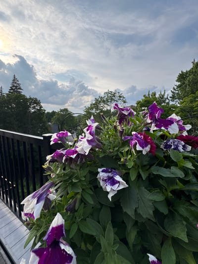 The image shows a close-up view of a hanging basket of purple and white petunias, with a lush green background of trees and foliage. The flowers are in full bloom and appear to be vibrant and healthy. The basket is suspended from a black metal railing, which is part of a deck or balcony. In the distance, a few rooftops are visible among the trees, suggesting an urban or suburban setting. The sky is partly cloudy with a hint of sunlight breaking through the clouds. The overall scene evokes a sense of tranquility and natural beauty, possibly a quiet afternoon in a residential area of Hampstead, Canada. There are no people or animals visible in the image.
