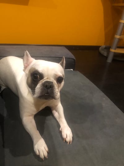 A white and tan French Bulldog is lying on a dark gray surface, possibly a couch or bed. The dog's head is turned towards the camera, and its ears are perked up. The background features a bright yellow wall and a dark floor. To the right, a portion of a stepladder with yellow rungs is visible. The scene appears to be indoors, possibly in a residential setting within the city of Рыбхоз, Russia.