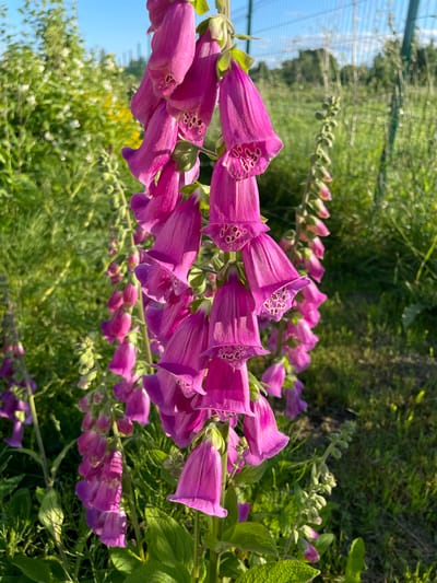 This is a close-up, vertically oriented, low-angle photograph of a cluster of foxglove flowers in bloom. The flowers are a vibrant pinkish-purple, with bell-shaped corollas speckled with dark reddish-purple spots inside. They are arranged in a tall, vertical raceme, with many buds still developing at the top. The foreground is dominated by these flowers, with some of their green leaves visible. The background is a blur of green foliage, suggesting a garden or natural setting. Hints of blue sky and a light yellow bloom are also visible in the distance. The lighting suggests it is a sunny day, likely late morning or early afternoon, given the bright, direct sunlight illuminating the flowers. The scene appears to be outdoors, possibly in a garden or wild meadow, with a hint of a fence or netting structure in the upper left corner. No people or text are visible in the image. The overall impression is one of natural beauty and the peak of summer bloom.