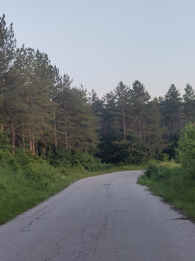 This image captures a rural asphalt road winding through a dense forest in Pisanets, Bulgaria. The road, showing cracks and minor imperfections consistent with age and wear, curves gently to the right as it recedes into the background. Lush green vegetation, including tall coniferous trees (likely pines) and various bushes and undergrowth, flanks both sides of the road, creating a verdant tunnel effect. The trees exhibit dark green needles and brown trunks. The sky above is a pale, clear blue, indicating either early morning or late afternoon lighting, with no clouds visible. The scene is devoid of any people, animals, vehicles, or specific man-made objects beyond the road itself.