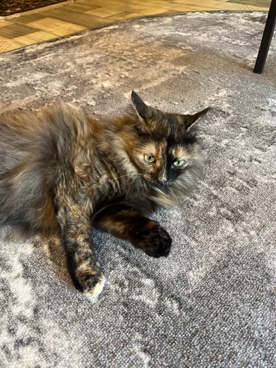 A tortoiseshell cat with green eyes is lying on a grey rug. The cat has long, fluffy fur with patches of black, brown, and orange. Its front paws are extended, and its head is turned towards the camera. The rug has a textured pattern with shades of grey and white. In the background, a wooden floor and a dark table leg are visible. The scene appears to be indoors, likely in a home. There is no information available to place this image in the city of Pamyati 13 Bortsov, Russia.