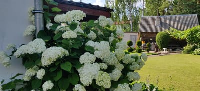 The image depicts a lush green yard in the Калодзішчанскі сельскі Савет, Belarus, with a large bush of white hydrangeas in the foreground. The hydrangeas are in full bloom, with many large, spherical clusters of white flowers. Behind the hydrangeas, a wooden house with a corrugated metal roof is visible, along with a small brick shed. The yard is well-maintained, with a neatly mowed lawn and several decorative shrubs. The scene suggests a peaceful, rural setting, possibly a dacha or a country home.