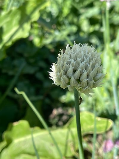 The image captures a close-up view of a white, globe-shaped flower, likely a chive blossom, with numerous delicate petals. The flower is in focus, showcasing its intricate structure. A tiny insect, possibly a fly or gnat, is perched on a thin green stem near the flower. The background is a blur of green foliage, suggesting an outdoor garden setting on a sunny day, given the bright lighting and clear shadows. The overall impression is one of natural beauty and the small details of the garden ecosystem. No text is visible in the image. The location context is Morden, Canada.