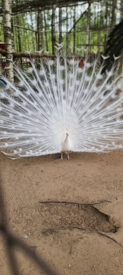 A white peacock stands with its tail feathers fanned out in what appears to be a zoo or aviary setting. The ground is sandy, and a thin branch lies on it. The background shows blurred greenery and a structure of wooden beams. This scene is likely located in Ķekava, Latvia.