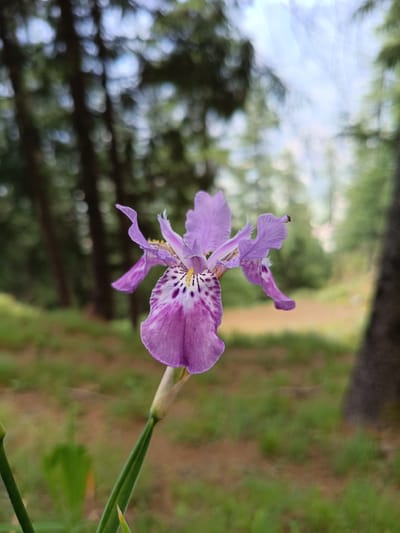 This close-up, eye-level shot features a single, vibrant purple iris flower in sharp focus. The iris has delicate, ruffled petals with intricate white and black speckling on its central, downward-facing petal. Its stem is a lush green, and it is positioned centrally in the frame.

The background is softly blurred, suggesting a natural, outdoor setting. Tall, dark trees with green foliage are visible, interspersed with patches of dappled sunlight, indicating a time of day when the sun is filtering through the canopy, likely late morning or afternoon. The ground is a mix of green grass and earthy tones. The overall impression is one of a serene, natural environment, possibly a forest or a garden with a wilder, unmanicured feel. There is a tiny insect, possibly a fly, visible on the upper right petal of the iris. No text is visible in the image. The location is identified as Sarsai, India.
