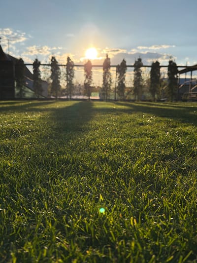 The image shows a patch of green grass in Kurylivka, Ukraine, with the sun rising or setting on the horizon. The sun is the focal point in the sky, partially obscured by trees and structures in the background. The sky is blue with some white clouds. The foreground is dominated by the grass, which is vibrant green and appears to be well-maintained. Some structures are vaguely visible behind the line of trees. The image seems to be taken from a low angle, emphasizing the texture of the grass.