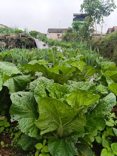 A low-angle, eye-level photograph captures a cultivated agricultural field in Makilala, Philippines, under an overcast sky. The immediate foreground features multiple large-leafed green vegetables, consistent with Napa cabbage, exhibiting some minor insect damage (holes) on their leaves, growing from dark soil. Beyond these, rows of slender, upright green plants, identified as green onions or scallions, extend into the midground, with dark plastic mulch sheeting visible between rows. In the left background, an elevated earthen bank partially covered by sparse vegetation and a dark sheet is present. The central and right background reveals several structures: a light-colored, single-story building with a light roof, and a taller, multi-story building with a distinct green lower section and dark upper levels, partially obscured by trees. Additional residential structures and dense foliage are visible further right. No individuals are present in the scene. The ambient light is diffused, characteristic of an overcast day.