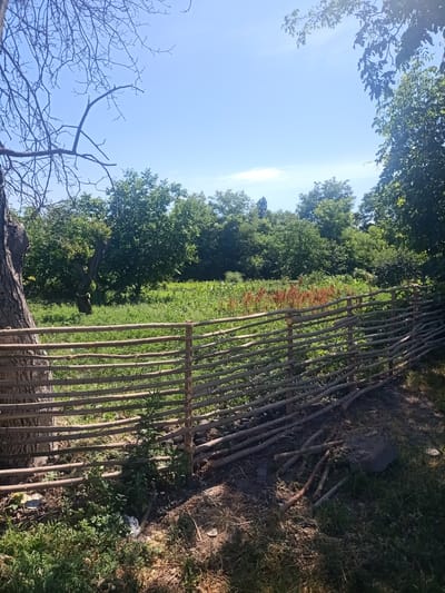 This is a full-frame, eye-level, vertical shot of a rustic, wattle fence in a rural setting, likely in the city of Auly, Ukraine. The fence, constructed from thin, rough-hewn branches, runs diagonally from the lower left to the upper right of the frame. Beyond the fence, a sun-drenched field of green grass and some reddish-brown plants is visible. In the background, a dense line of mature green trees forms a natural border. The sky above is a clear, bright blue. In the foreground, to the left of the fence, the textured bark of a large tree trunk is prominent. The ground near the fence is littered with dried leaves and some debris, including plastic bags and discarded branches. The scene appears to be a quiet, outdoor, agricultural area.