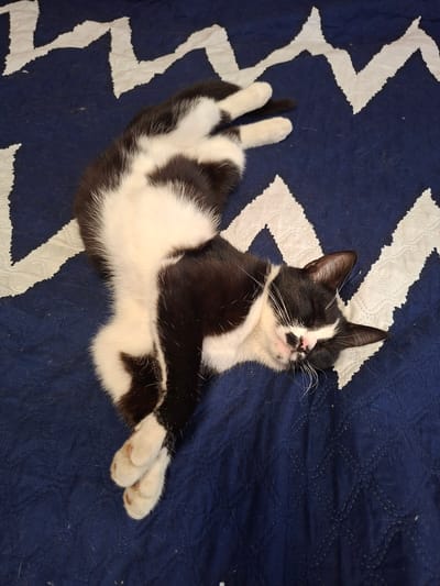 A black and white cat is lying on its back on a blue and white patterned blanket. The cat's eyes are closed, and its paws are crossed. The cat's fur is predominantly white on its stomach and legs, with black markings on its back, head, and tail. The blanket has a geometric zigzag pattern in white against a dark blue background. There is no evidence in the image to suggest the location is Большой Исток, Russia.