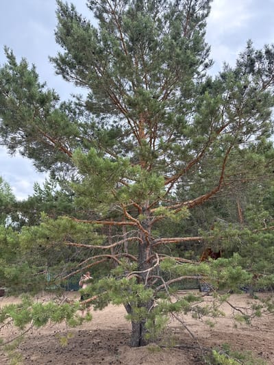 A large pine tree dominates the foreground of the image, its branches extending across the frame. The tree is situated in a sandy, wooded area with a light-colored overcast sky above. In the mid-ground, a person is visible standing to the left of the pine tree, holding a phone or camera. They appear to be wearing dark shorts and a light-colored top. Behind them, there are hints of structures and other trees, suggesting a natural or semi-developed outdoor location. The ground is covered in sand and pine needles. The scene is consistent with a natural landscape within or near the city of Ayyrtau, Kazakhstan.