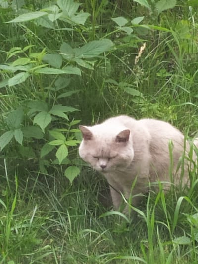 A light-colored cat with dark markings on its ears and face is resting in tall green grass. The cat is positioned in the center of the frame, facing downwards with its eyes closed. Its fur appears soft and plush. The surrounding environment is filled with dense vegetation, including various types of grasses and broad-leafed plants. The lighting suggests it could be daytime, possibly overcast or in the shade, given the lack of harsh shadows. The scene evokes a sense of tranquility and relaxation, with the cat seemingly enjoying a peaceful moment outdoors. There are no visible people or text in the image. The location context is Turka, Ukraine.